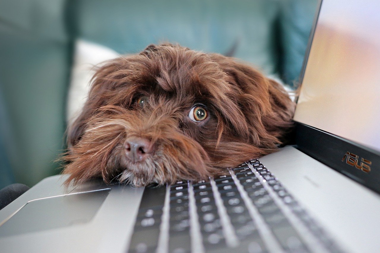 Foto Hund mit Laptop