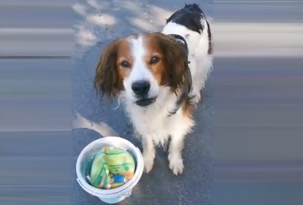 Foto Hund