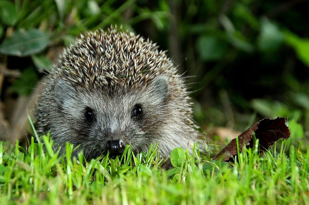 Foto Igel