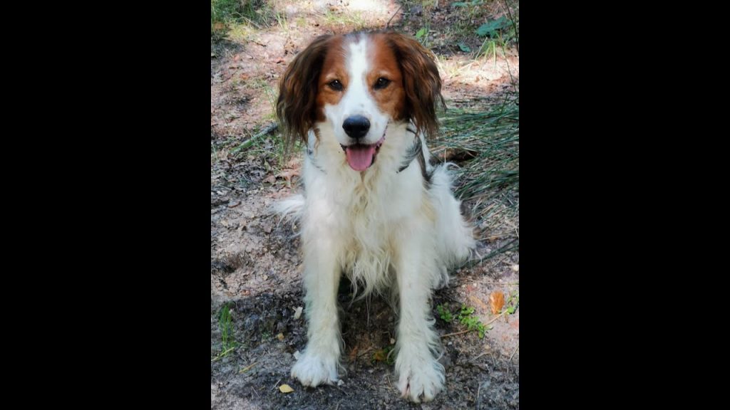 Foto Hund